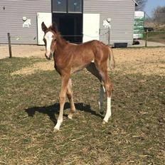 Dansk Varmblod Bazinga 44