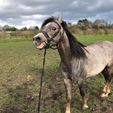 Arabisk fuldblod (OX) Dy ameer pasha ox