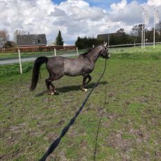 Arabisk fuldblod (OX) Dy ameer pasha ox