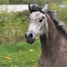 Arabisk fuldblod (OX) Dy zephyr ox