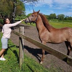 Arabisk fuldblod (OX) Eh maymoun ox