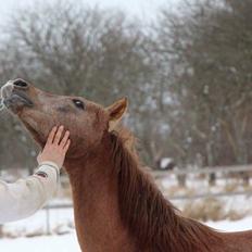 Arabisk fuldblod (OX) Eh maymoun ox