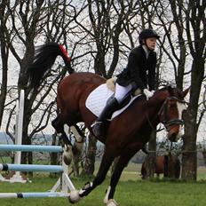 Dansk Varmblod Santos