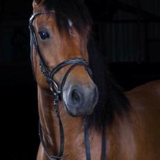 Anden særlig race Vedtoftes Duchess