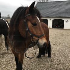 Anden særlig race Vedtoftes Duchess