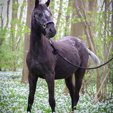 Anden særlig race Sisse knabstrupper-blanding