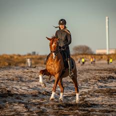 Anden særlig race Magnolias Jessica