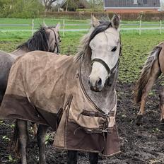 Arabisk fuldblod (OX) Dy zephyr ox