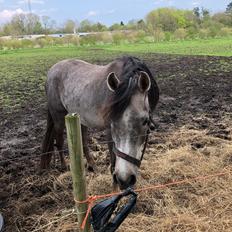 Arabisk fuldblod (OX) Dy ameer pasha ox
