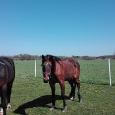 Traver Dear Marika  Himmel hest ( savnet meget)