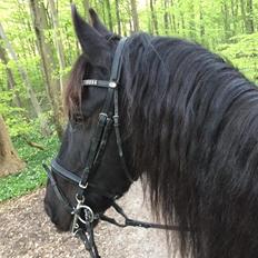 Frieser Uno (Parthest) 