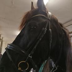 Frieser Uno (Parthest) 