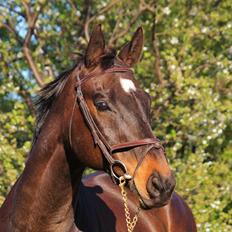 Fuldblod (XX) Casino XX RIP