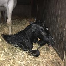 DSP Søgaards Lucky Style