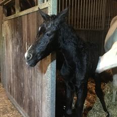 DSP Søgaards Lucky Style