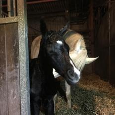 DSP Søgaards Lucky Style