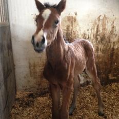 Dansk Varmblod Søgaards Mr. Seagal