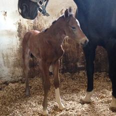 Dansk Varmblod Søgaards Mr. Seagal