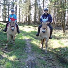 Fjordhest Søndervangs sofus