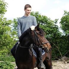 Hollandsk Sportspony Scarlett