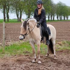 Fjordhest Lamhaves Casjo Sejr