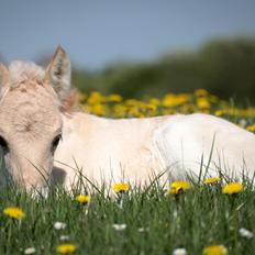 Fjordhest Cornelius Cordus