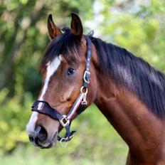 Dansk Varmblod Ellegaards kasmiago