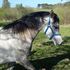 Arabisk fuldblod (OX) Rastox Shanan ox 7016 *SOLGT*