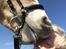 Haflinger Mille *PART*
