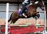 Anden særlig race Sir Lancelot - Lille springhest :D 25-04-2018