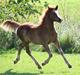 Welsh Pony af Cob-type (sec C) Aberlour Glenda