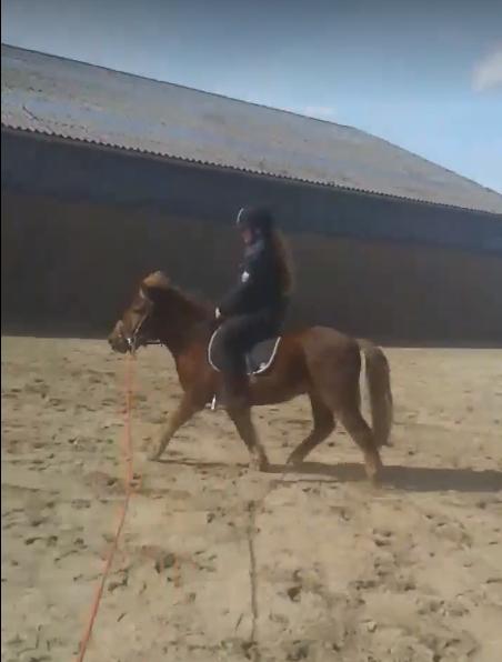 Anden særlig race Hjalte  - første gang i trav med rytter  billede 11