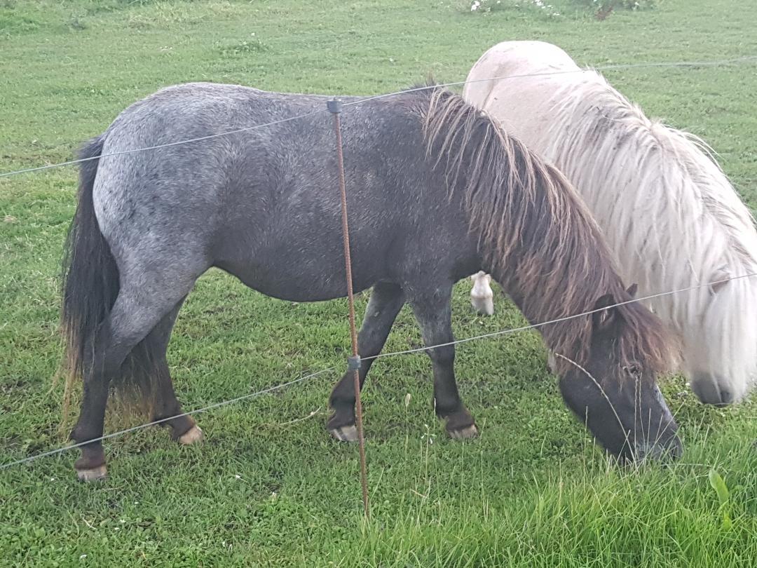 Shetlænder Callisto billede 4