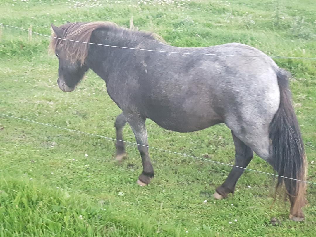 Shetlænder Callisto billede 3