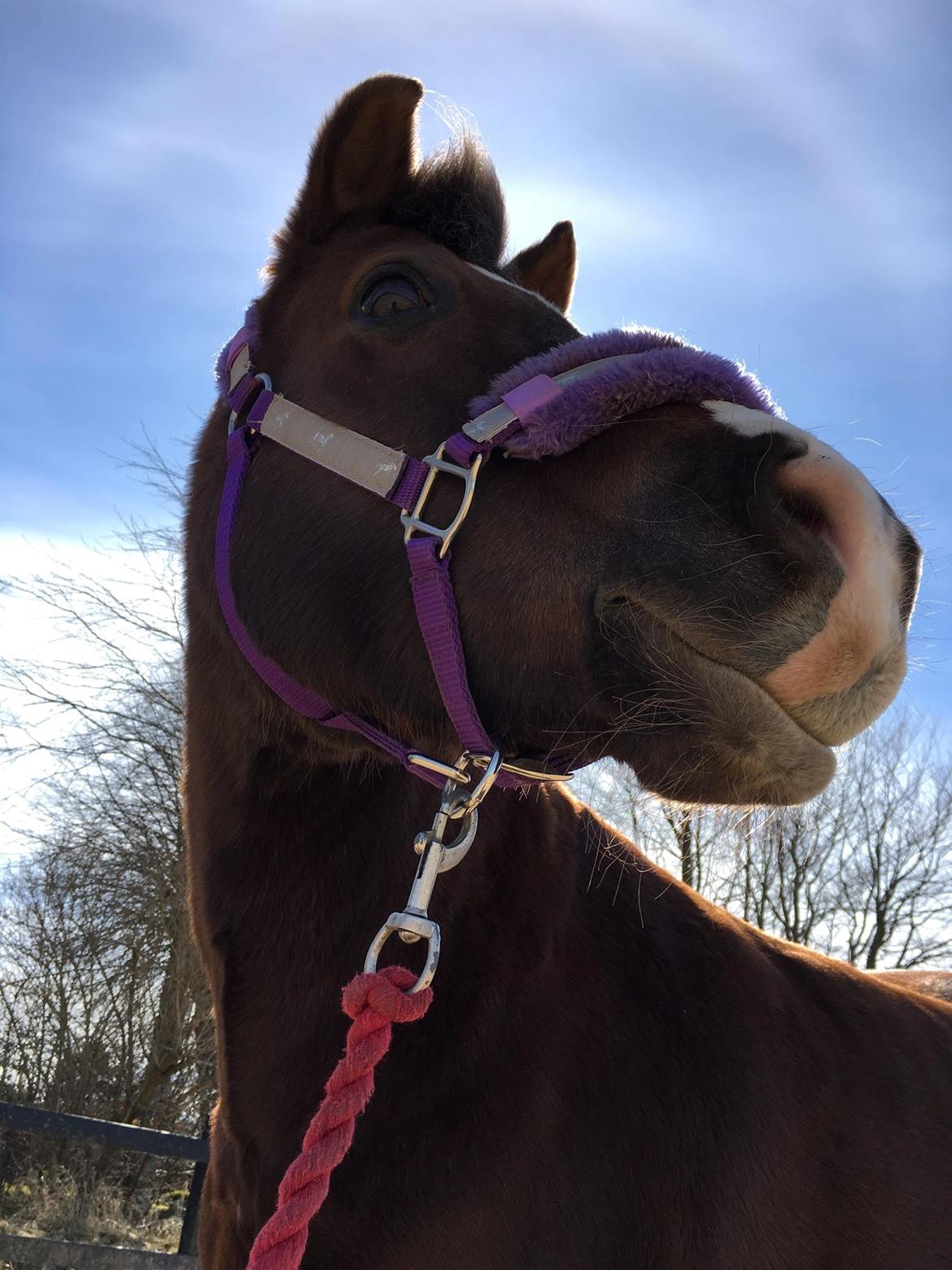 New Forest Kærgaardens Chili billede 17