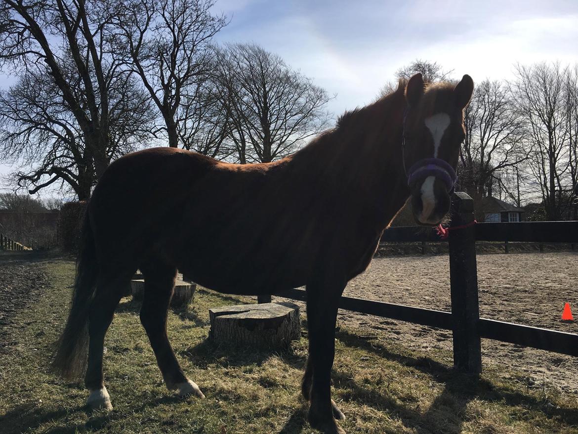 New Forest Kærgaardens Chili billede 15