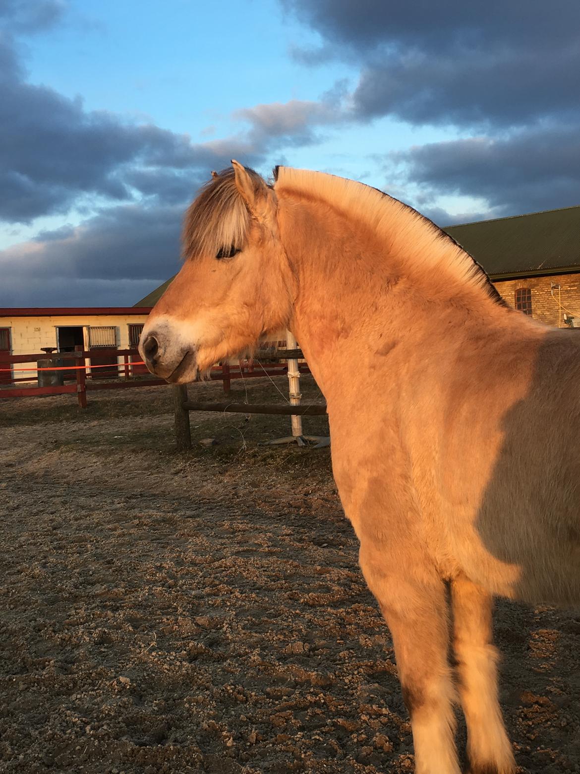 Fjordhest Tulstruplunds Lan - han nyder solen billede 12