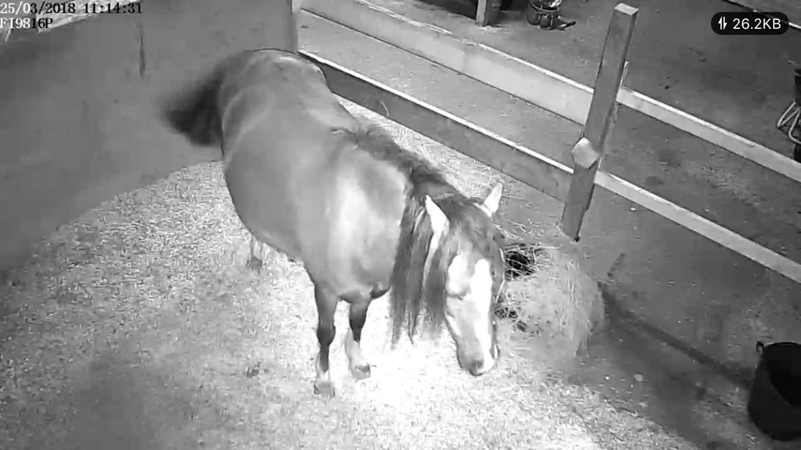 Welsh Pony (sec B) Lyngvejens peteuska billede 7