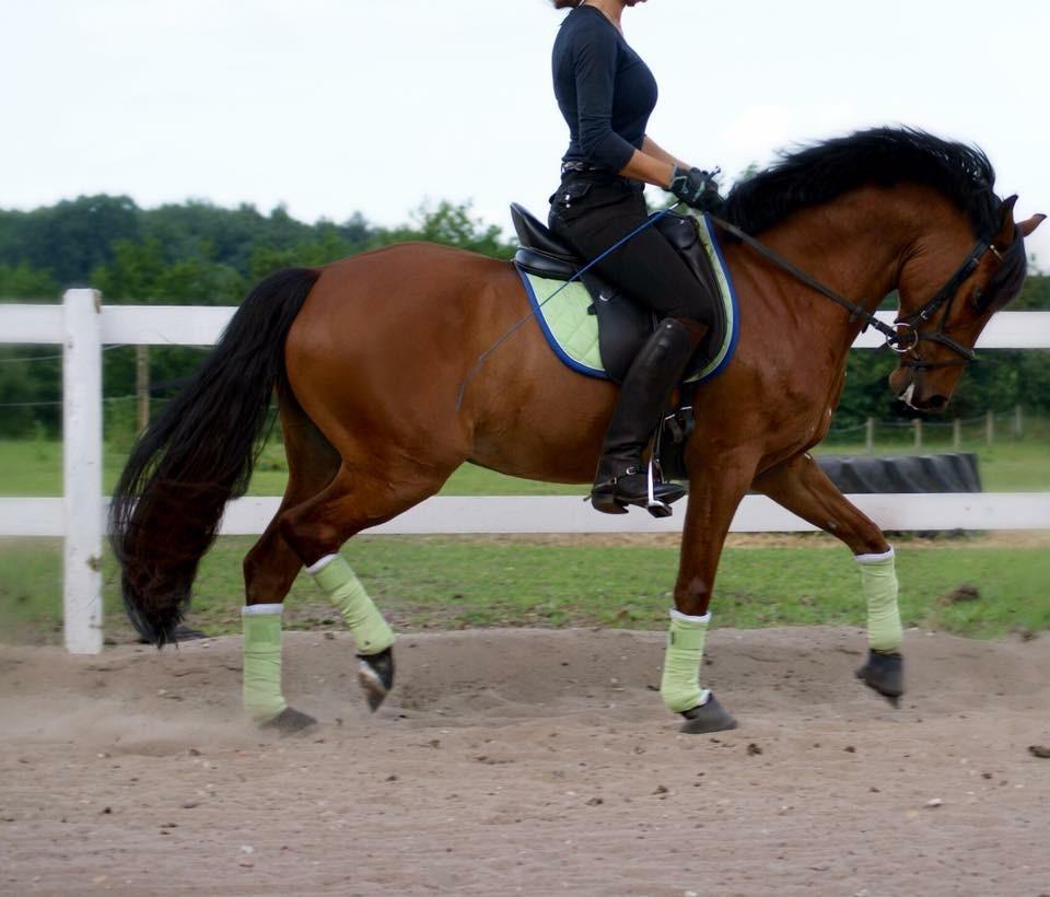 DSP Ryttergårdens Avanti  billede 1