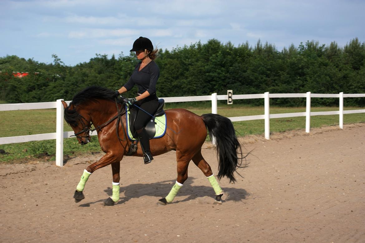 DSP Ryttergårdens Avanti  billede 4