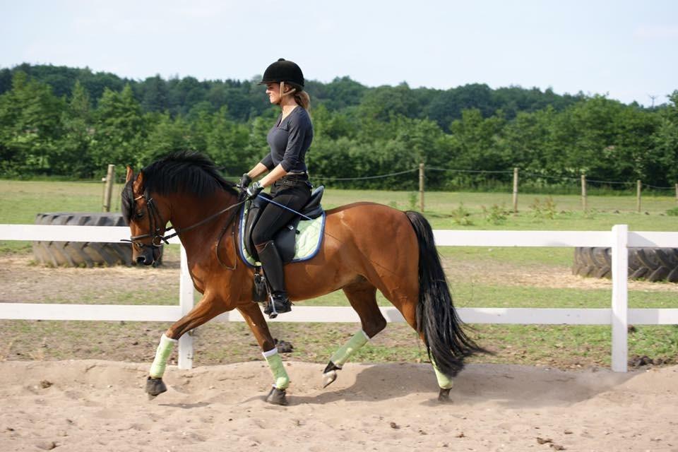 DSP Ryttergårdens Avanti  billede 3