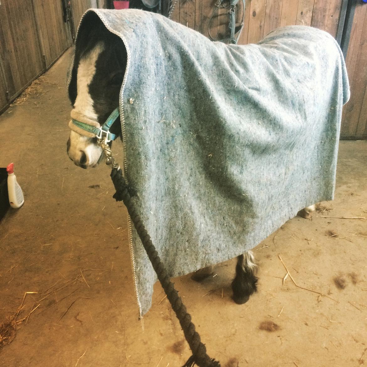 Anden særlig race Leth-Nissen´s SaMo a Coco billede 11