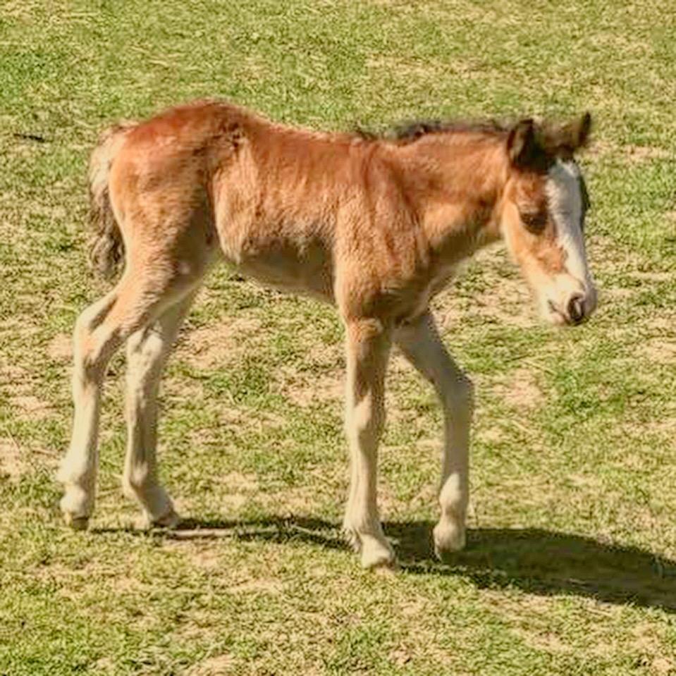 Anden særlig race Leth-Nissen´s SaMo a Coco billede 14