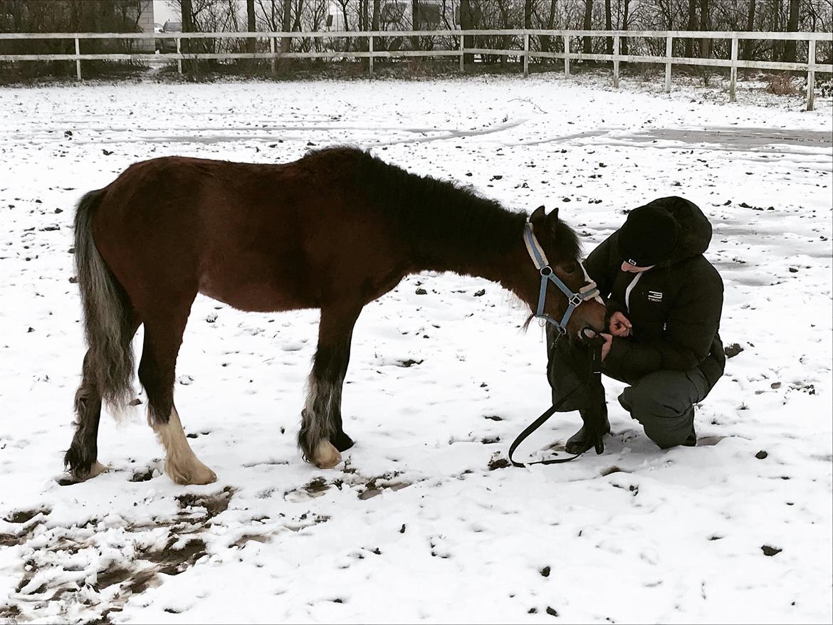 Anden særlig race Leth-Nissen´s SaMo a Coco billede 12