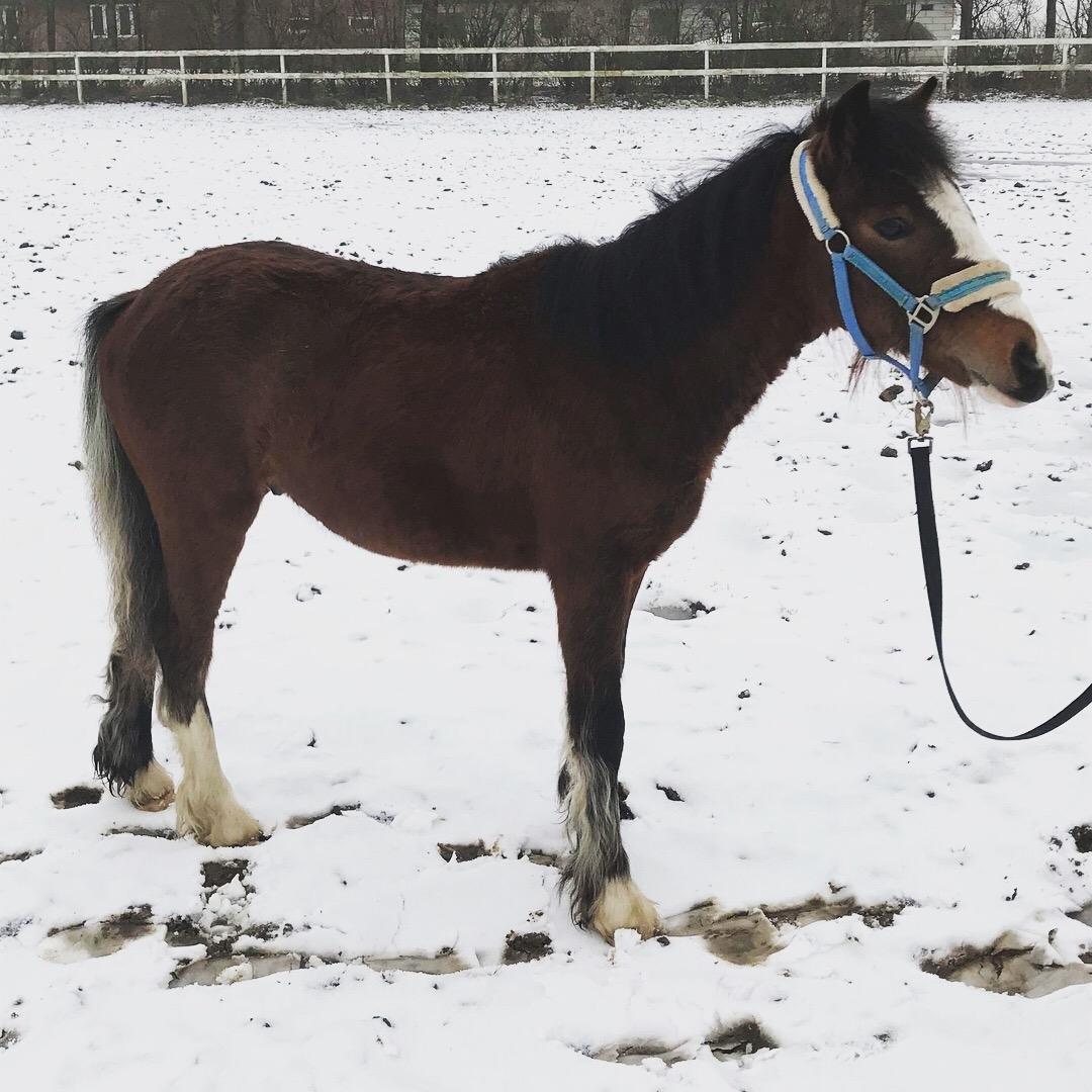 Anden særlig race Leth-Nissen´s SaMo a Coco billede 15