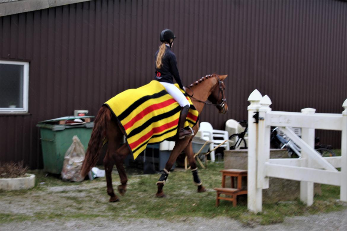 Dansk Varmblod bjerregårdens Trischia  billede 1