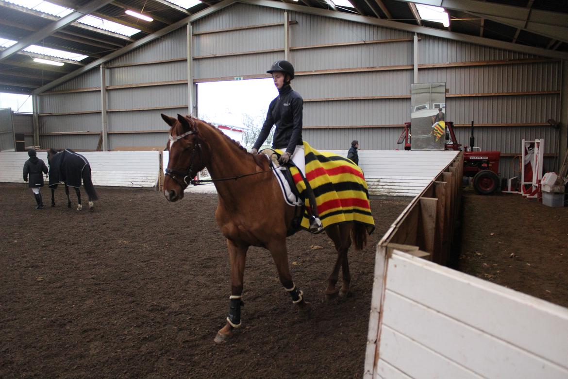 Dansk Varmblod bjerregårdens Trischia  billede 3
