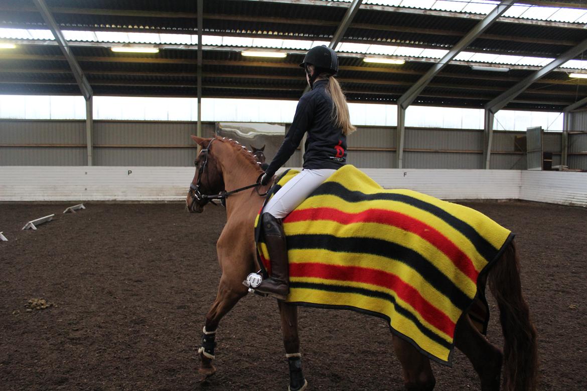 Dansk Varmblod bjerregårdens Trischia  billede 4