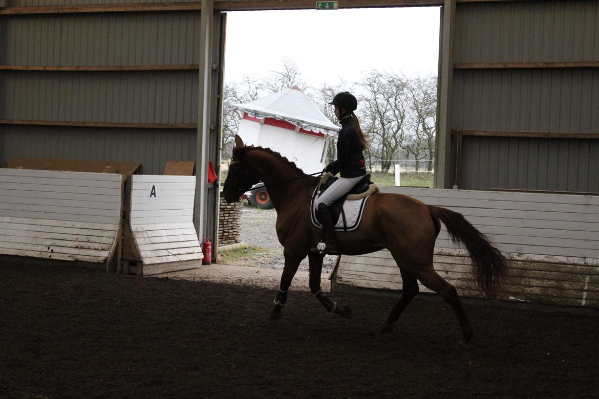 Dansk Varmblod bjerregårdens Trischia  billede 6
