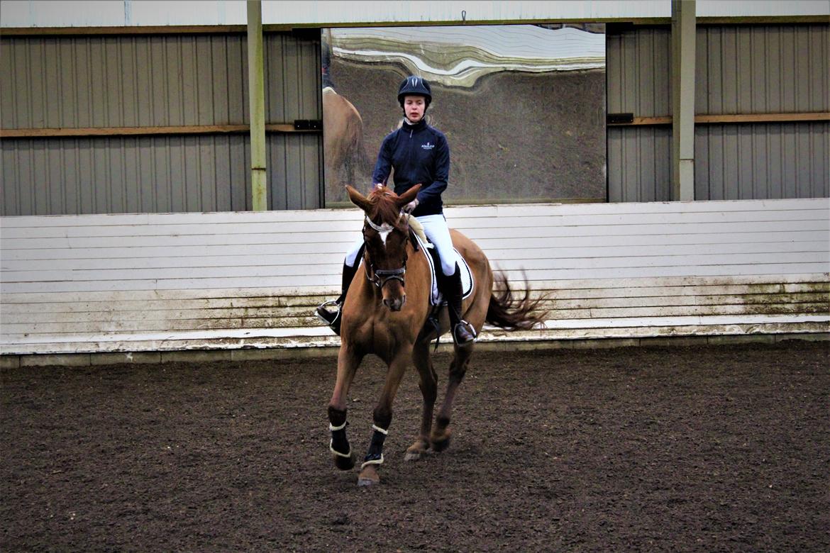 Dansk Varmblod bjerregårdens Trischia  billede 7